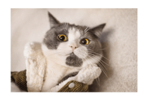 Tenant Police Intimation and Verification | Pune & Maharashtra (Guide ...